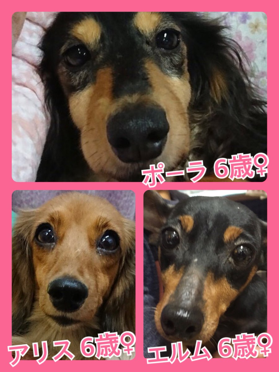 🐾今日の里親様募集中ワンコ🐶メンバーです🐾2019,9,16